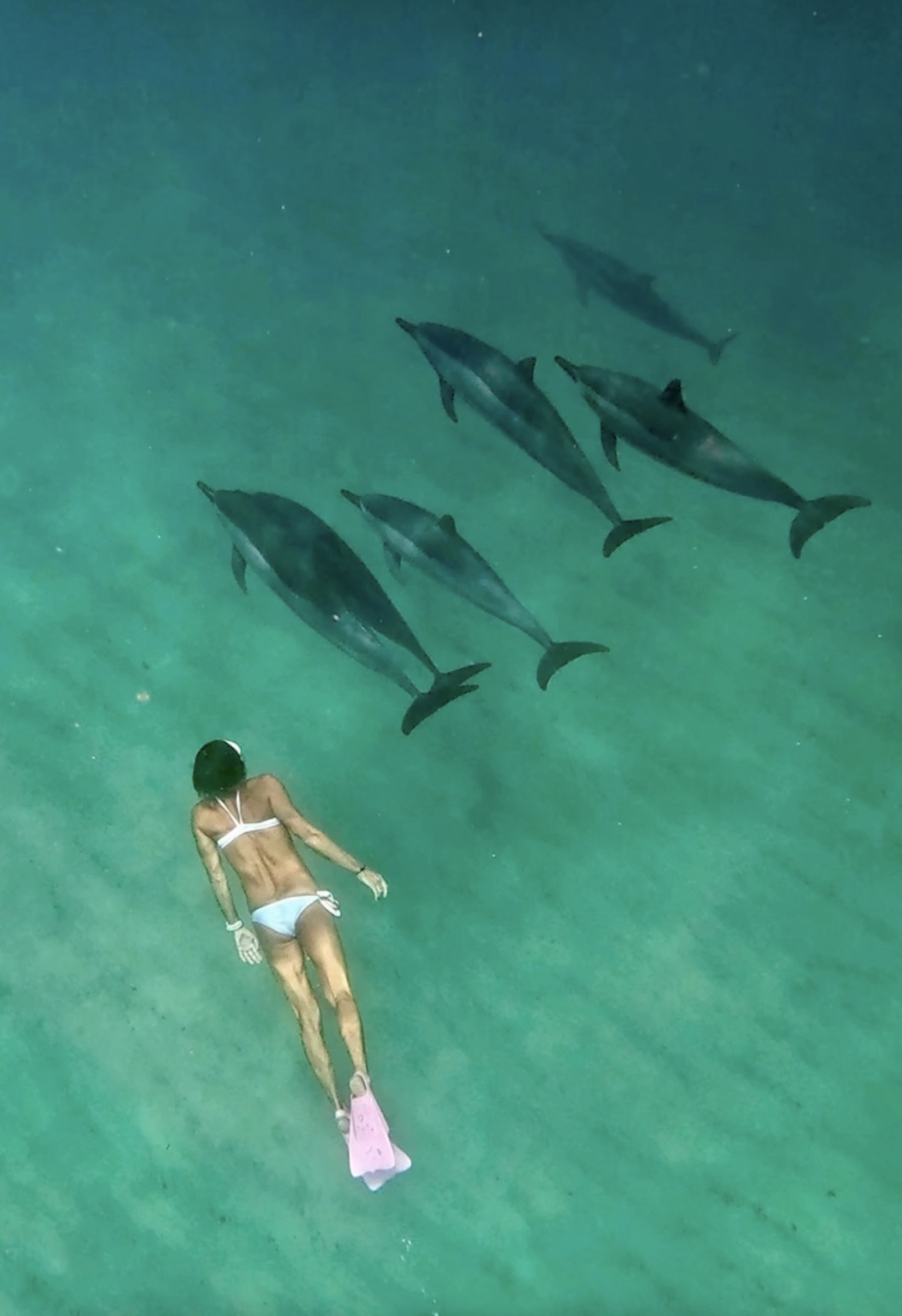Heli freediving in pink fins beneath a pod of dolphins